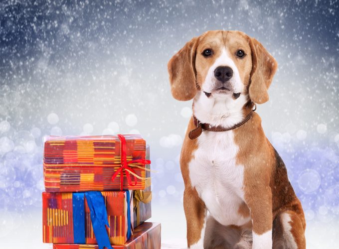Wallpaper dog, cute animals, Christmas, New Year, 5k, Holidays 4005214480